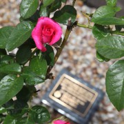 Memorial Plaque and rose bush